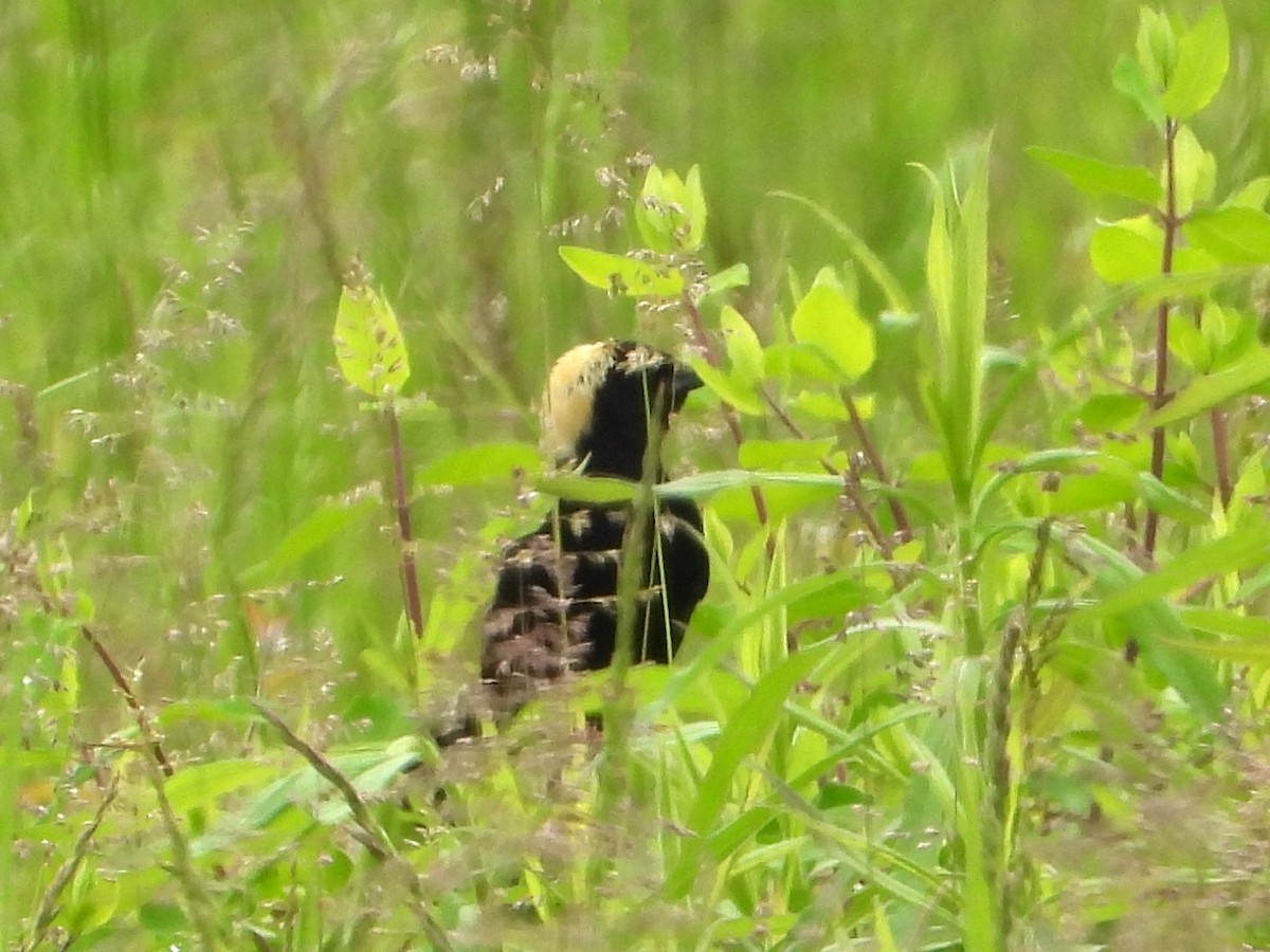 bobolink americký - ML619253336