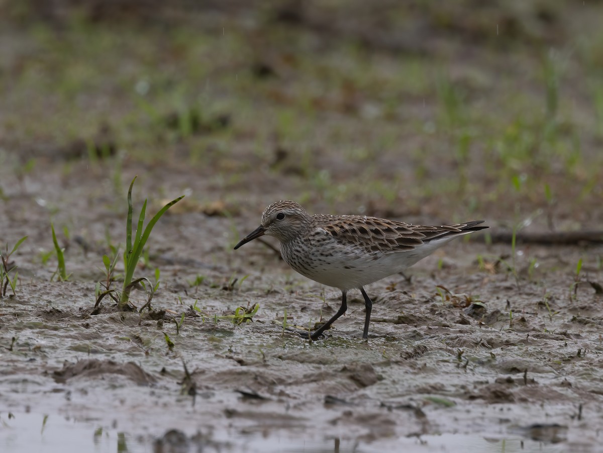 White-rumped Sandpiper - Josh Cooper