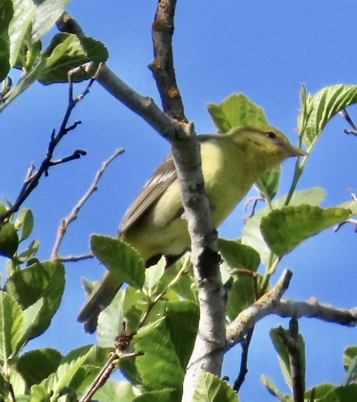 Western Tanager - ML619253345