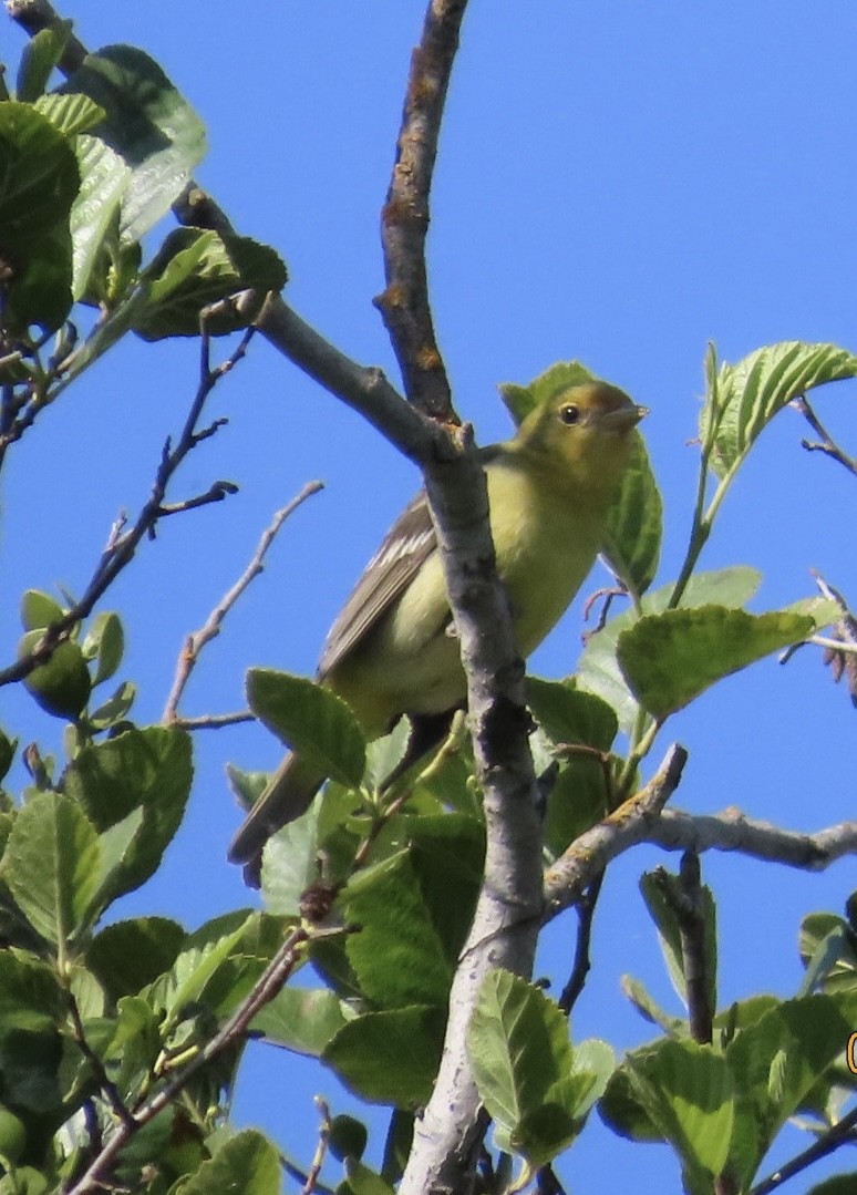 Western Tanager - ML619253350