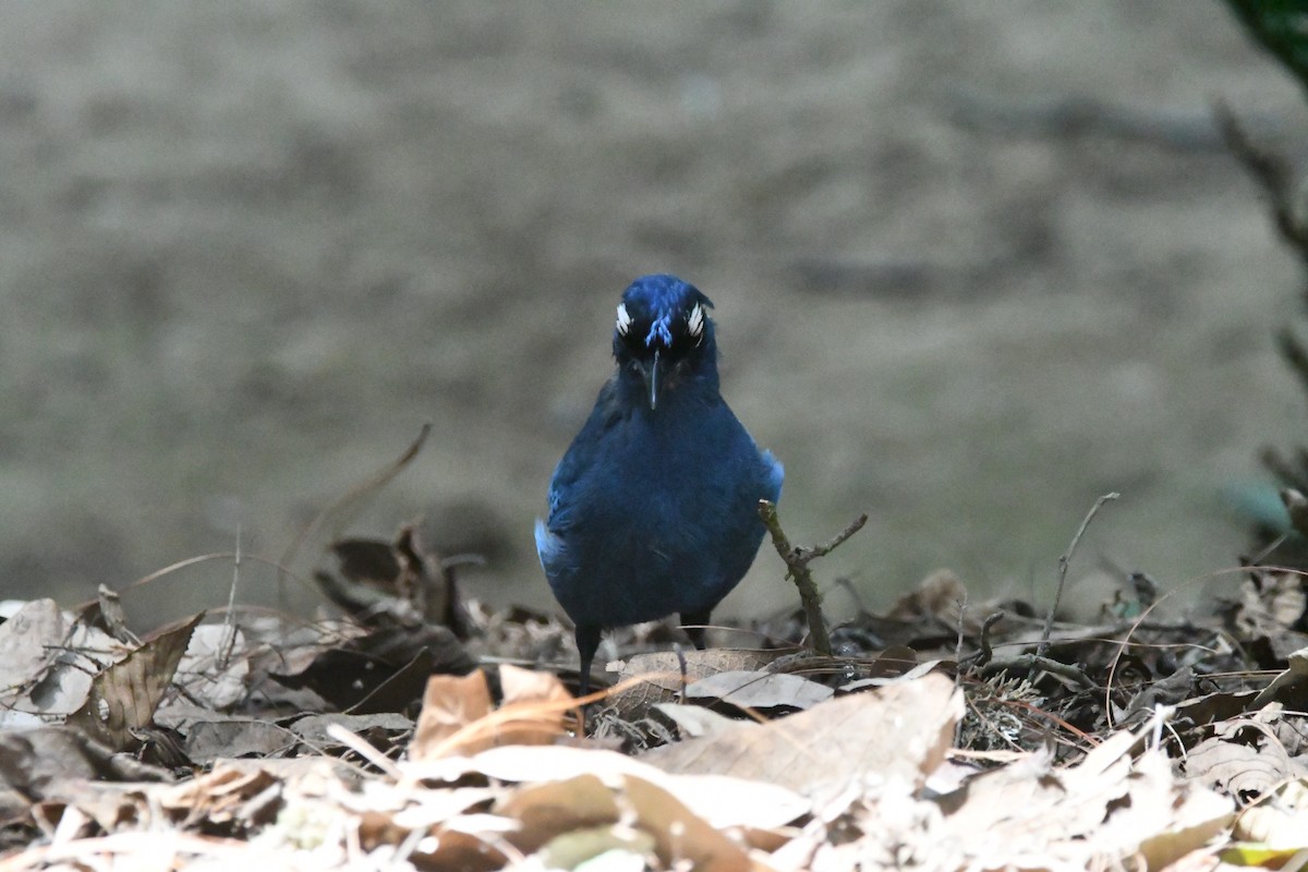 Steller's Jay - Jessy Lopez Herra