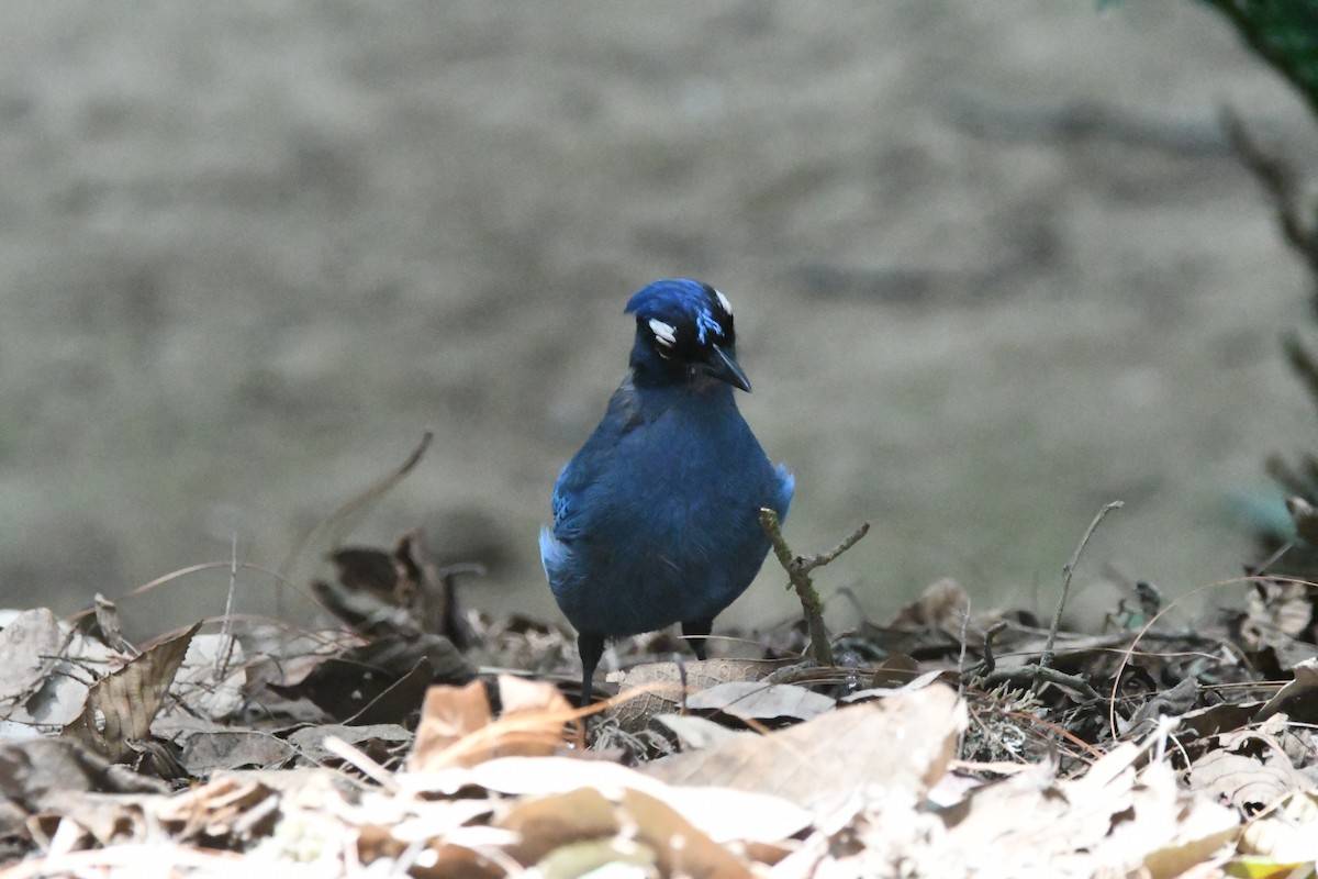 Steller's Jay - Jessy Lopez Herra