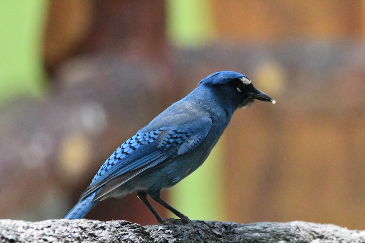 Steller's Jay - Jessy Lopez Herra