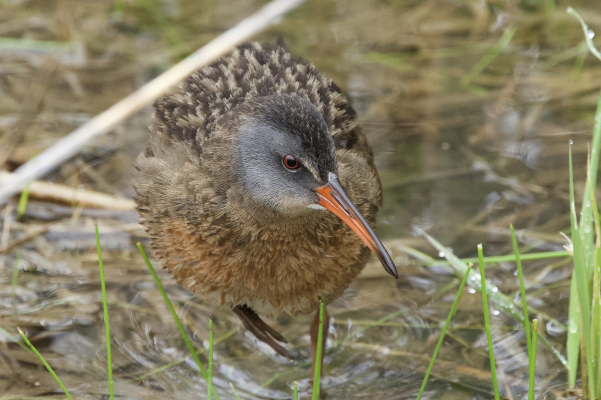 Virginia Rail - ML619253362