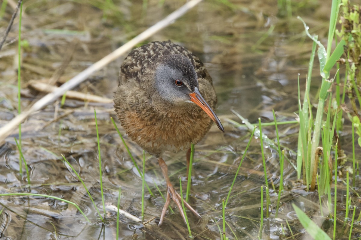 Virginia Rail - ML619253365