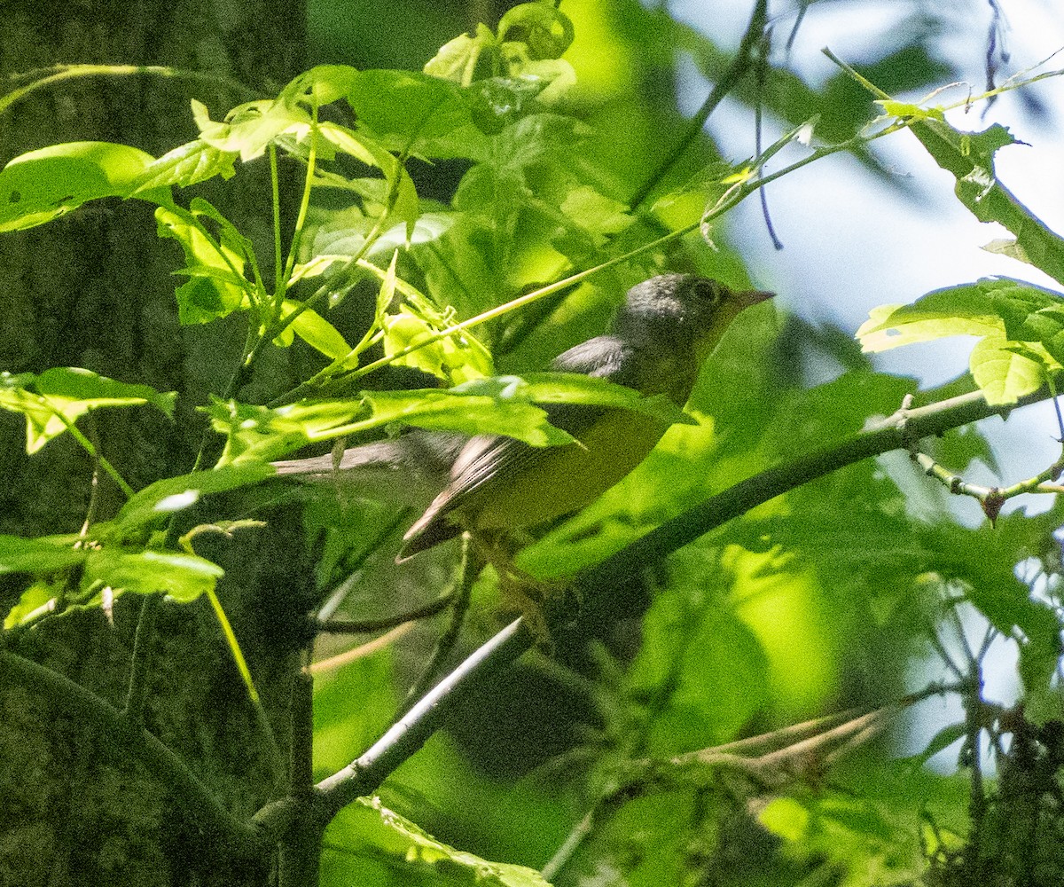 Canada Warbler - A Birder