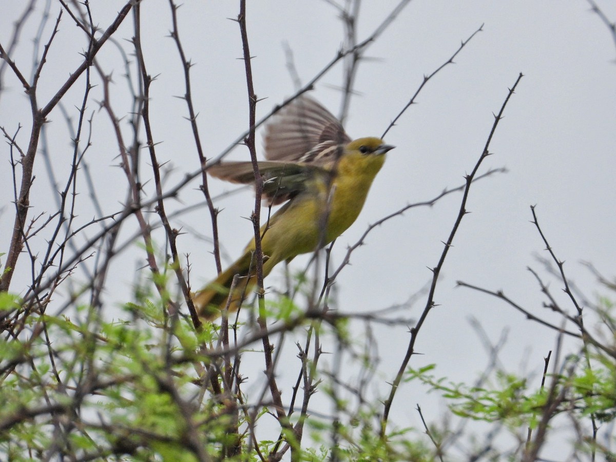 Orchard Oriole - ML619253379