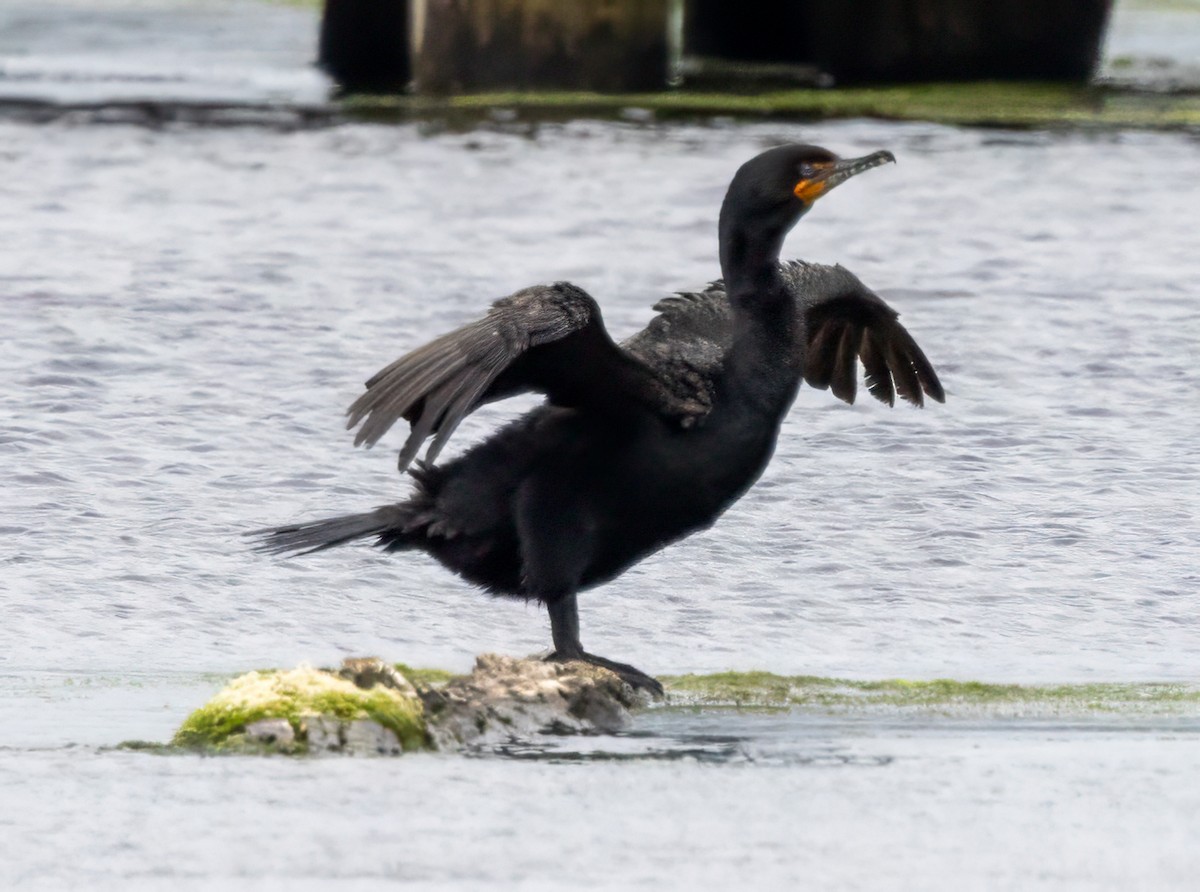 Double-crested Cormorant - Colleen Robinson