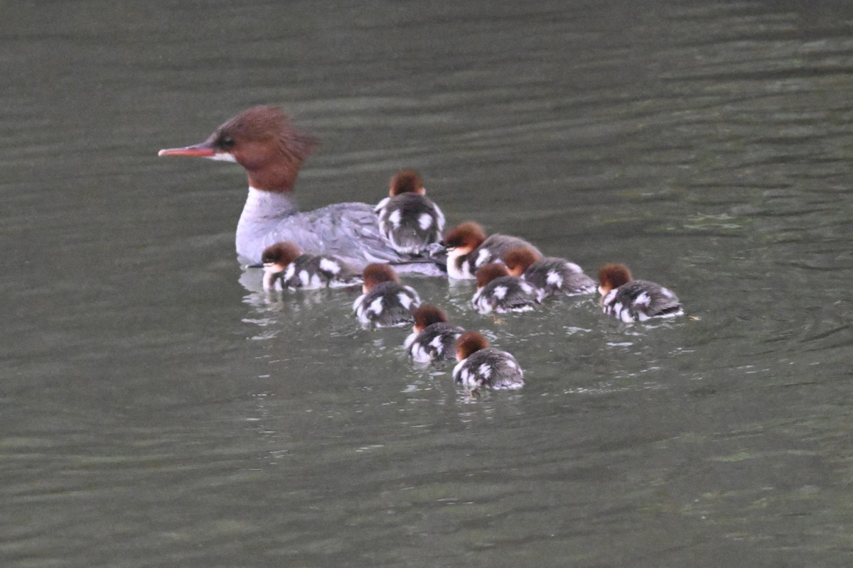 Common Merganser - Roy Knispel