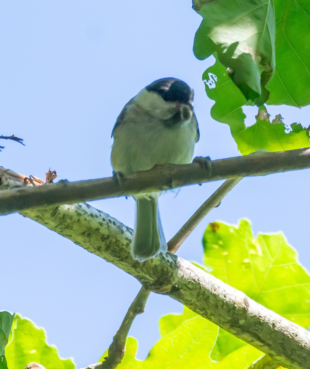 Marsh Tit - Boris Okanović