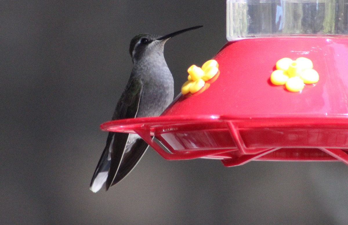 Blue-throated Mountain-gem - Tommy DeBardeleben