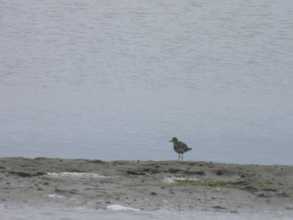 Pacific Golden-Plover - Samuel Bressler