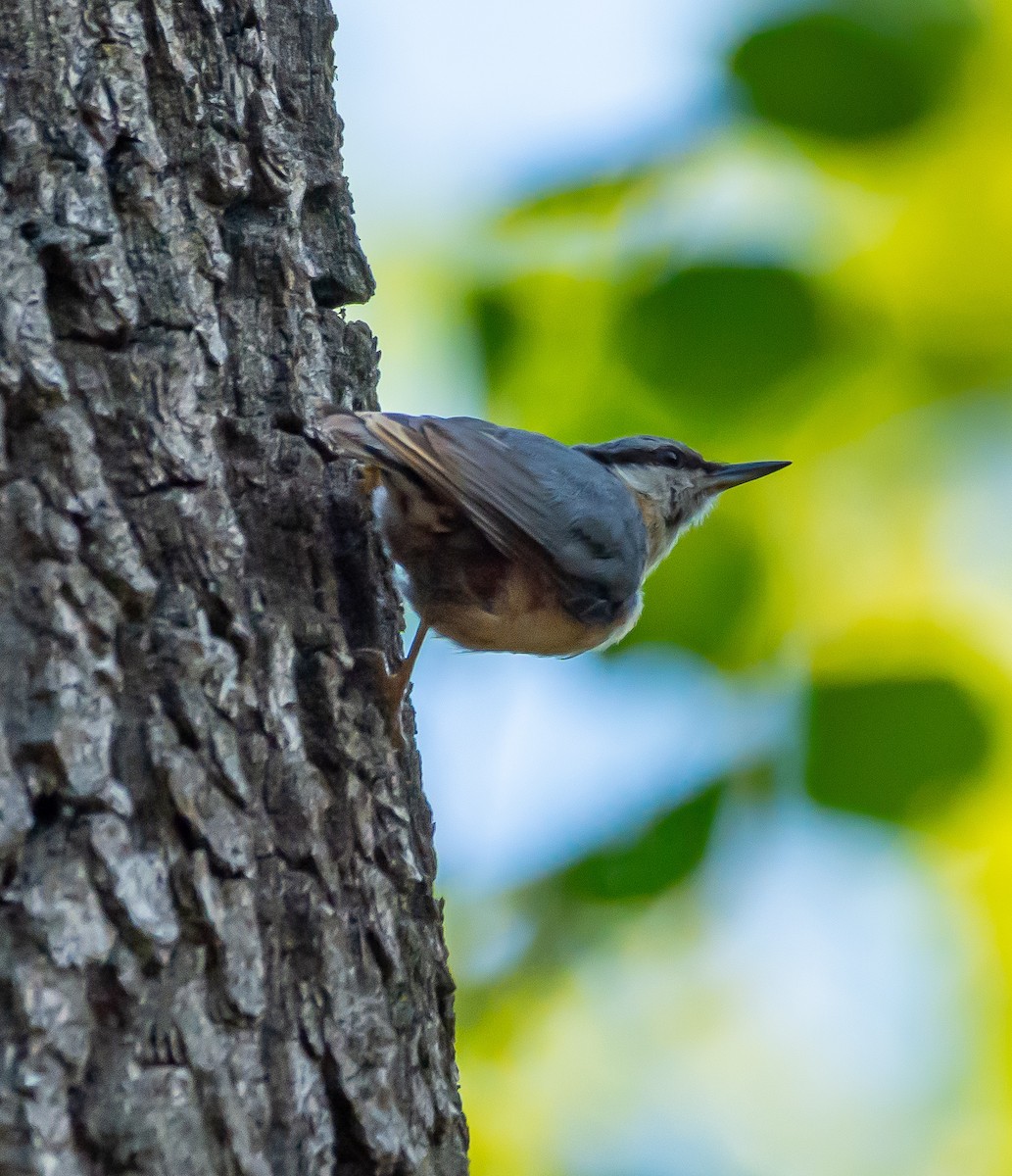 Eurasian Nuthatch - Boris Okanović