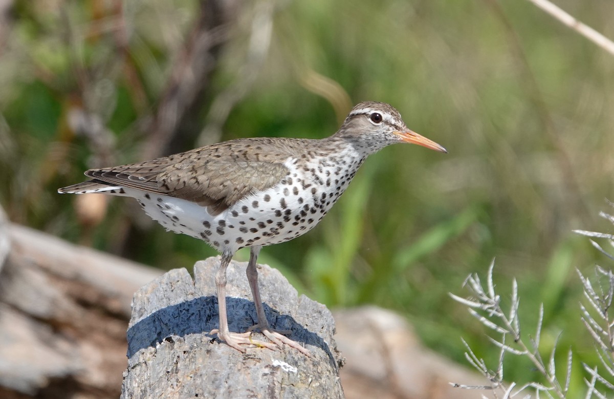 Spotted Sandpiper - ML619253461