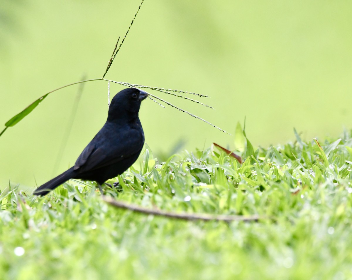 Variable Seedeater - mark perry