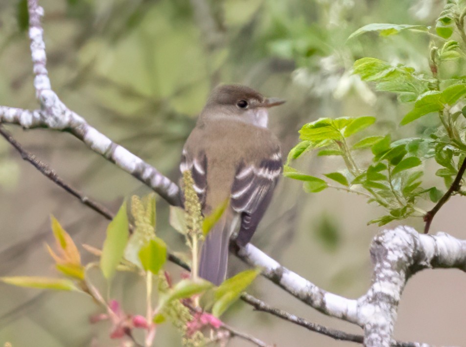 Willow Flycatcher - Colleen Robinson