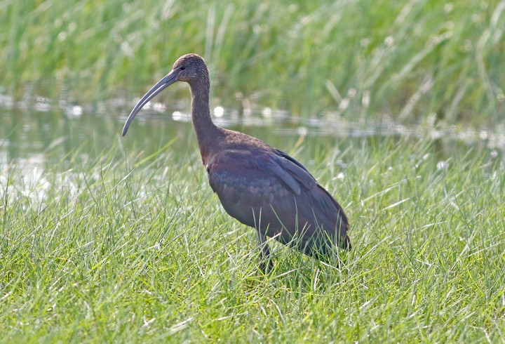 Ibis à face blanche - ML61925351