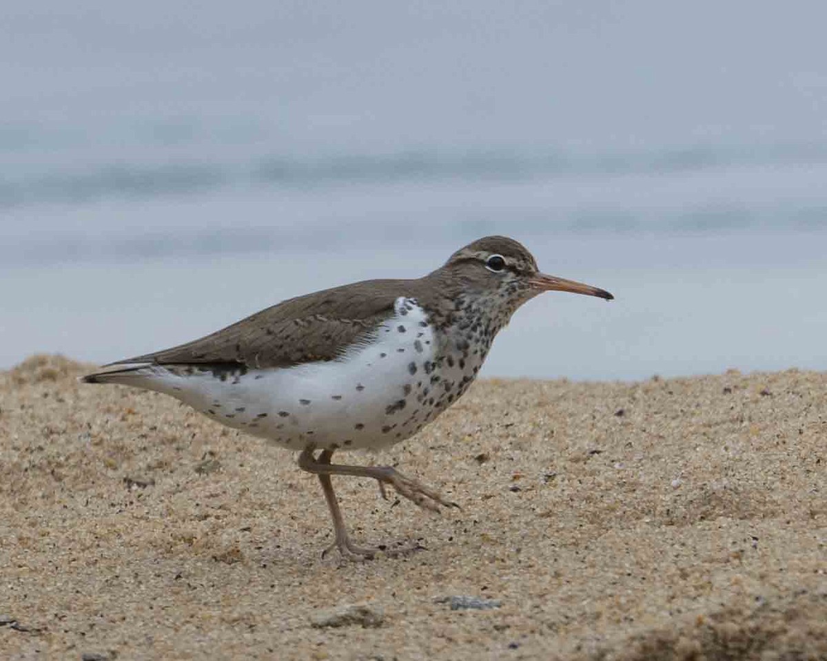 Spotted Sandpiper - ML619253515