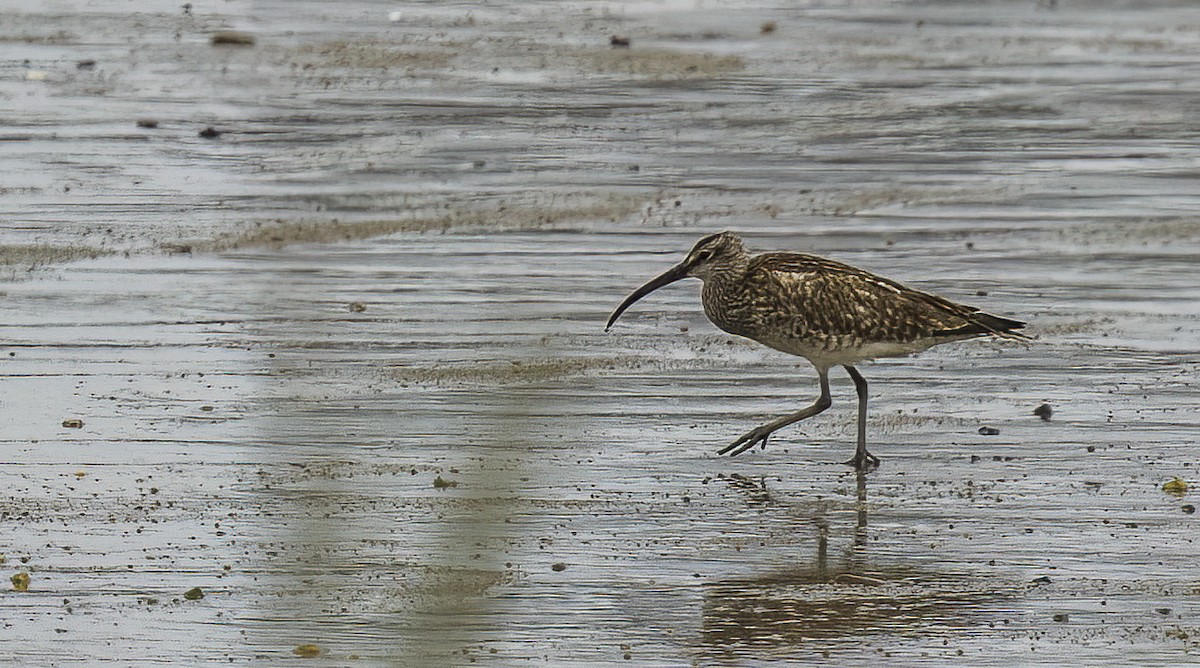 Whimbrel - Francisco Pires