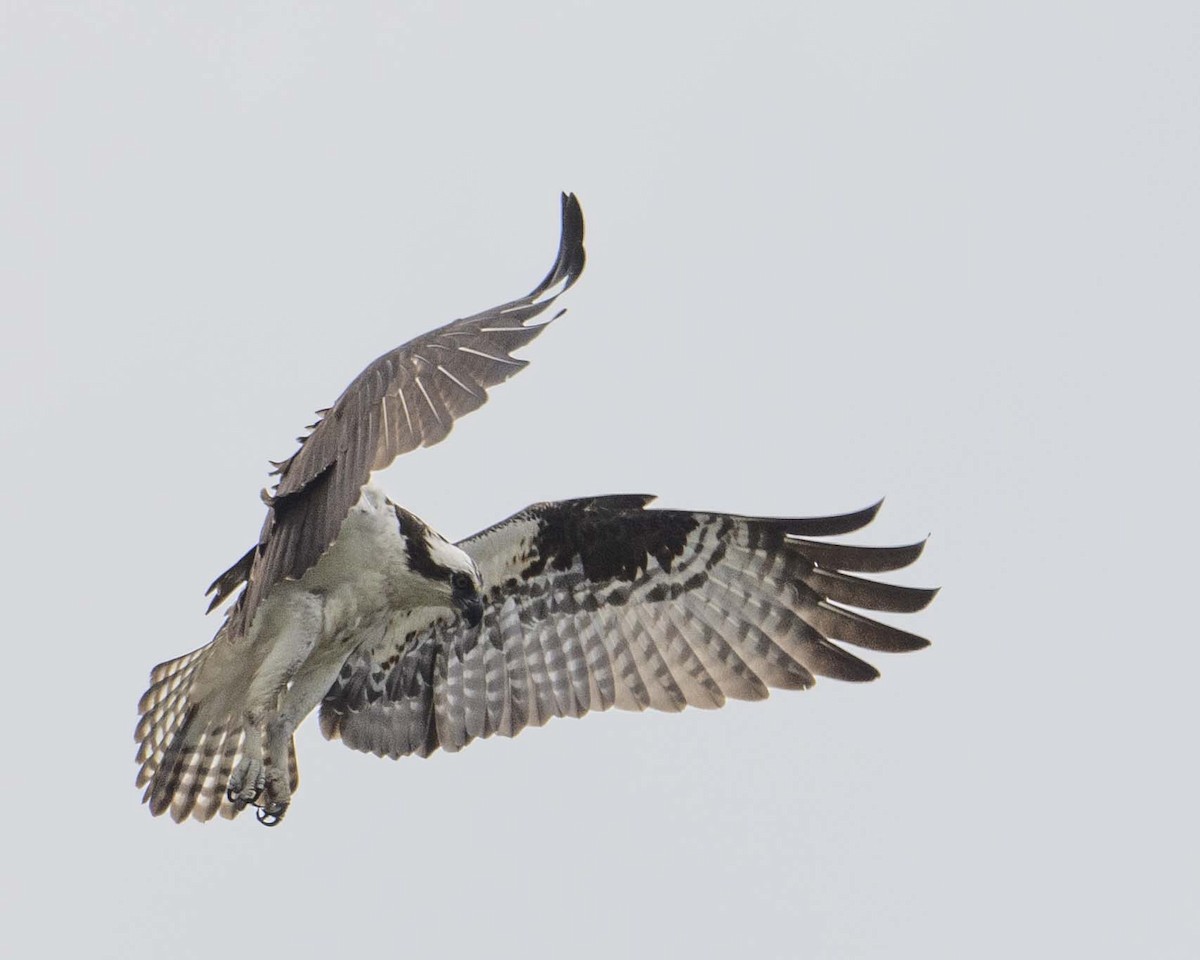 Osprey - Gary Hofing