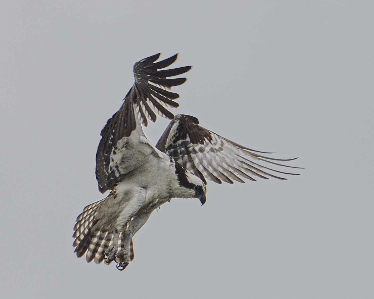 Osprey - Gary Hofing