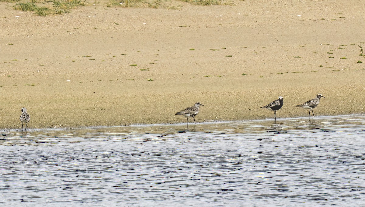 Black-bellied Plover - Francisco Pires