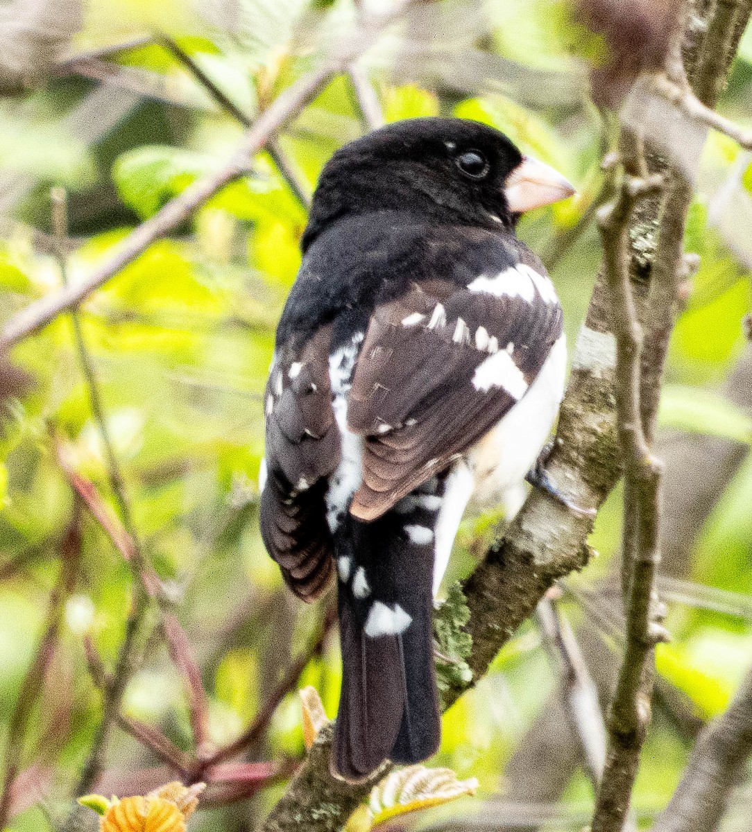 Rose-breasted Grosbeak - Amanda Dulworth