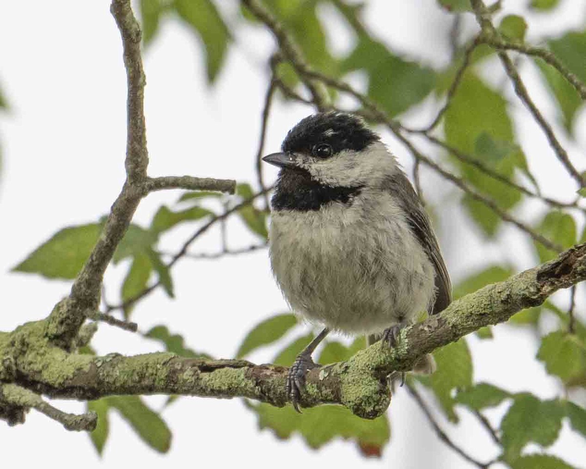 Carolina Chickadee - ML619253541