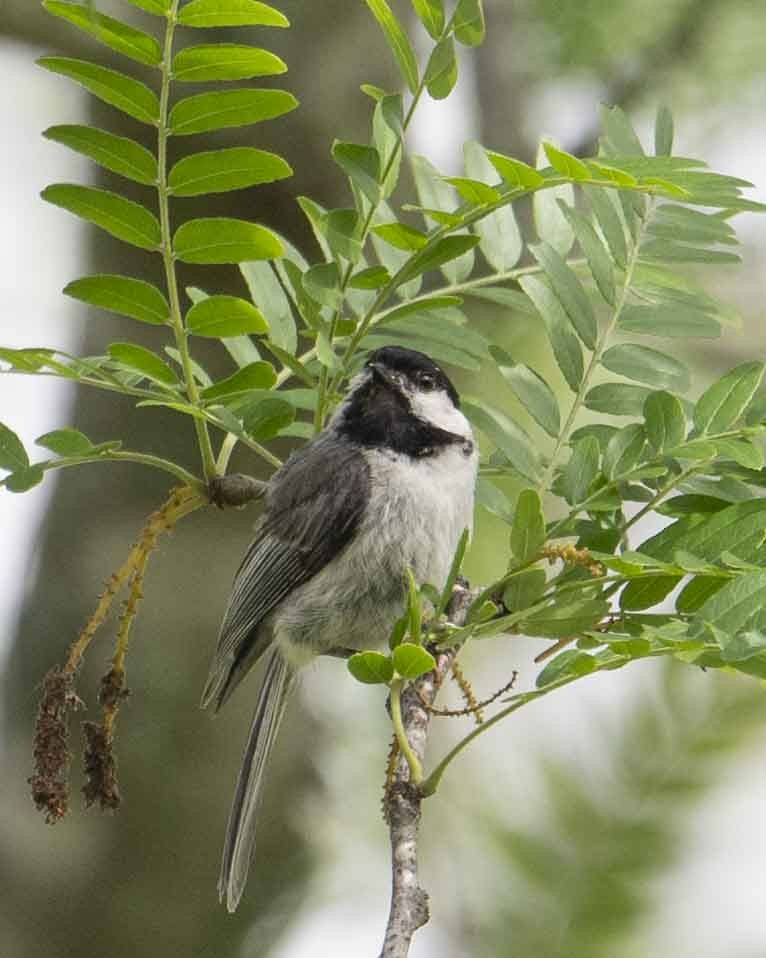 Carolina Chickadee - Gary Hofing