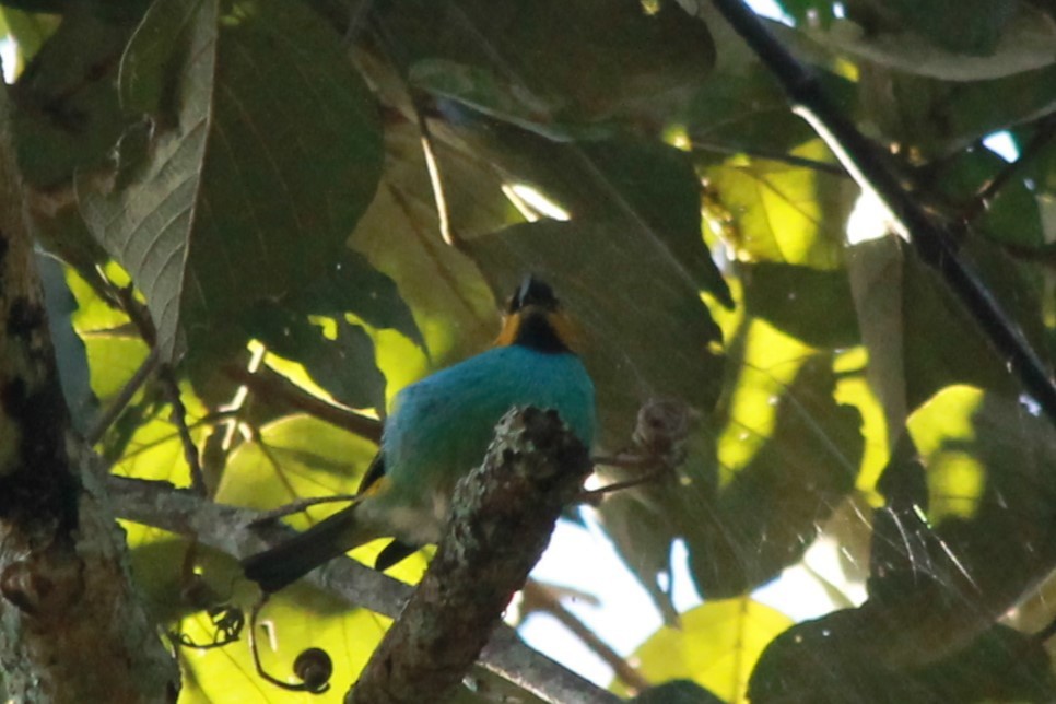 Gilt-edged Tanager - ML619253546