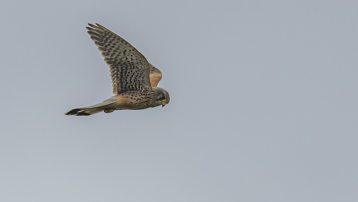 Eurasian Kestrel - Francisco Pires