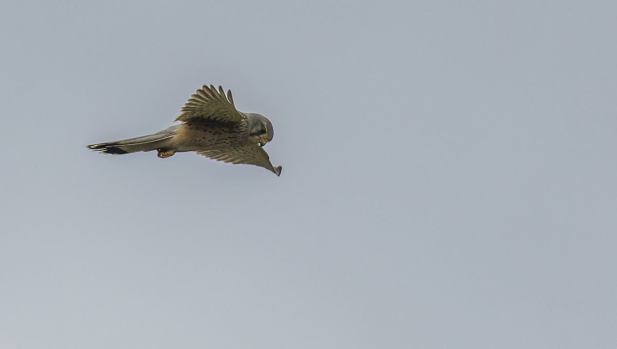 Eurasian Kestrel - Francisco Pires