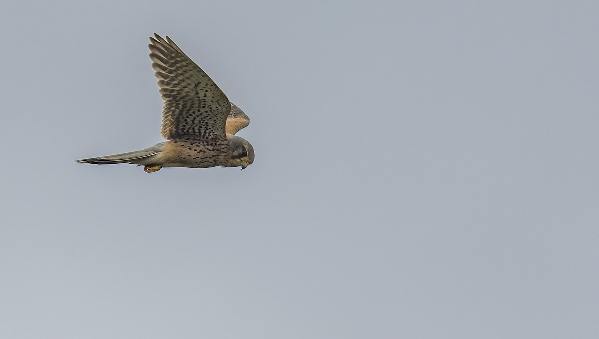 Eurasian Kestrel - Francisco Pires