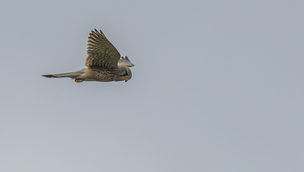 Eurasian Kestrel - Francisco Pires