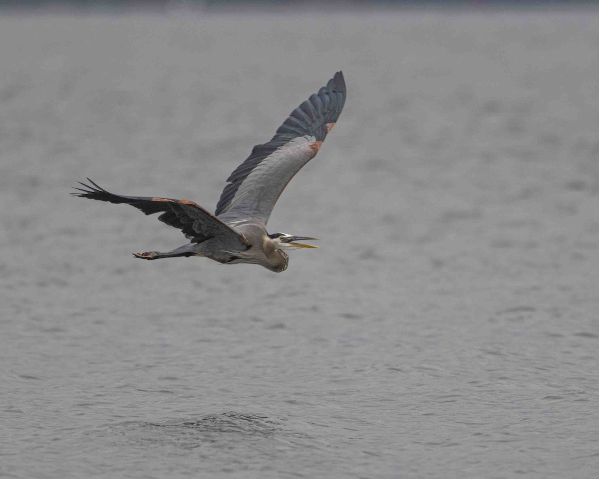 Great Blue Heron - Gary Hofing