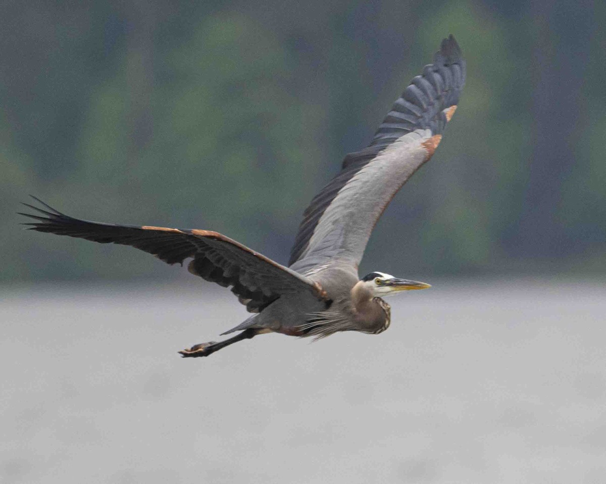 Great Blue Heron - Gary Hofing