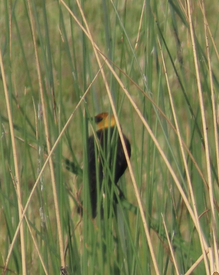 Yellow-headed Blackbird - ML619253578