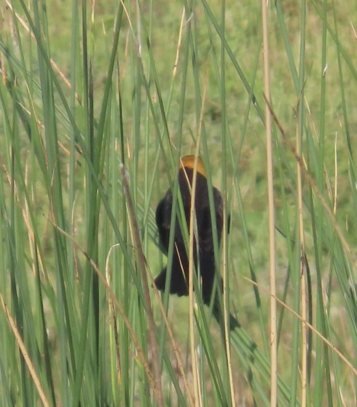 Yellow-headed Blackbird - ML619253586