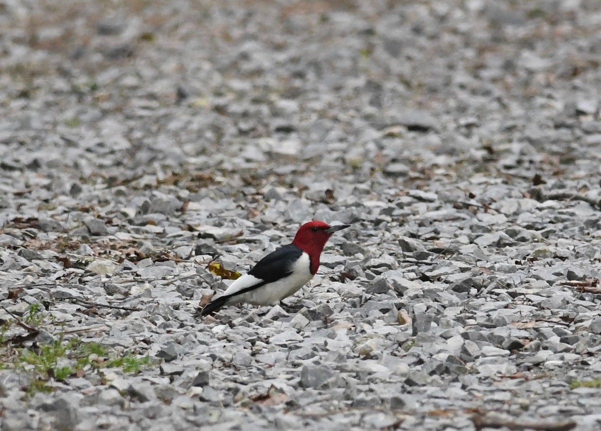 Red-headed Woodpecker - Peter Paul