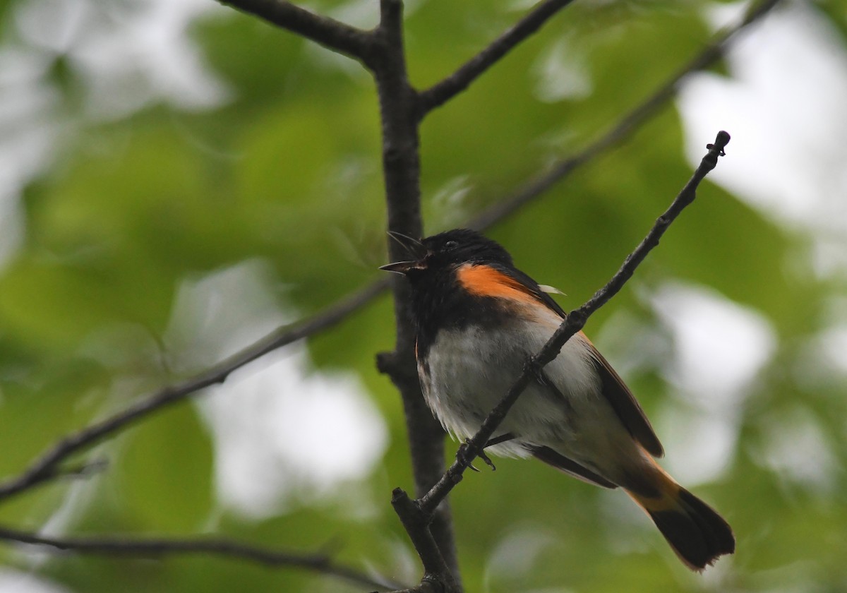 American Redstart - Peter Paul