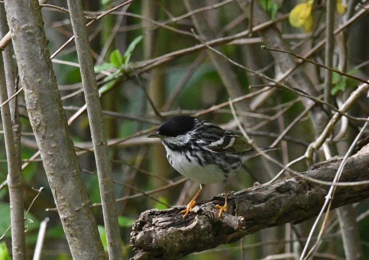 Blackpoll Warbler - Peter Paul