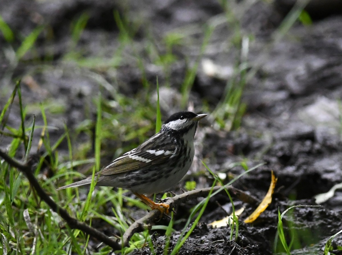 Blackpoll Warbler - ML619253633