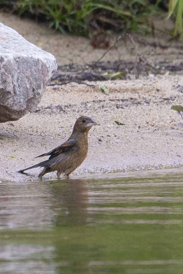 Blue Grosbeak - ML619253635