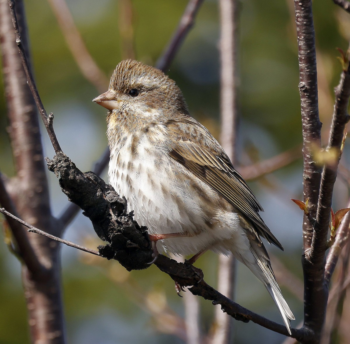 Purple Finch - Charles Fitzpatrick