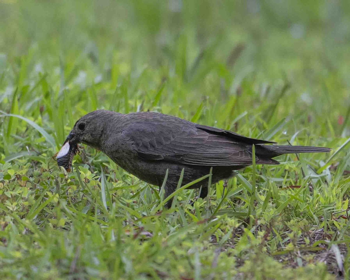 Brown-headed Cowbird - Gary Hofing