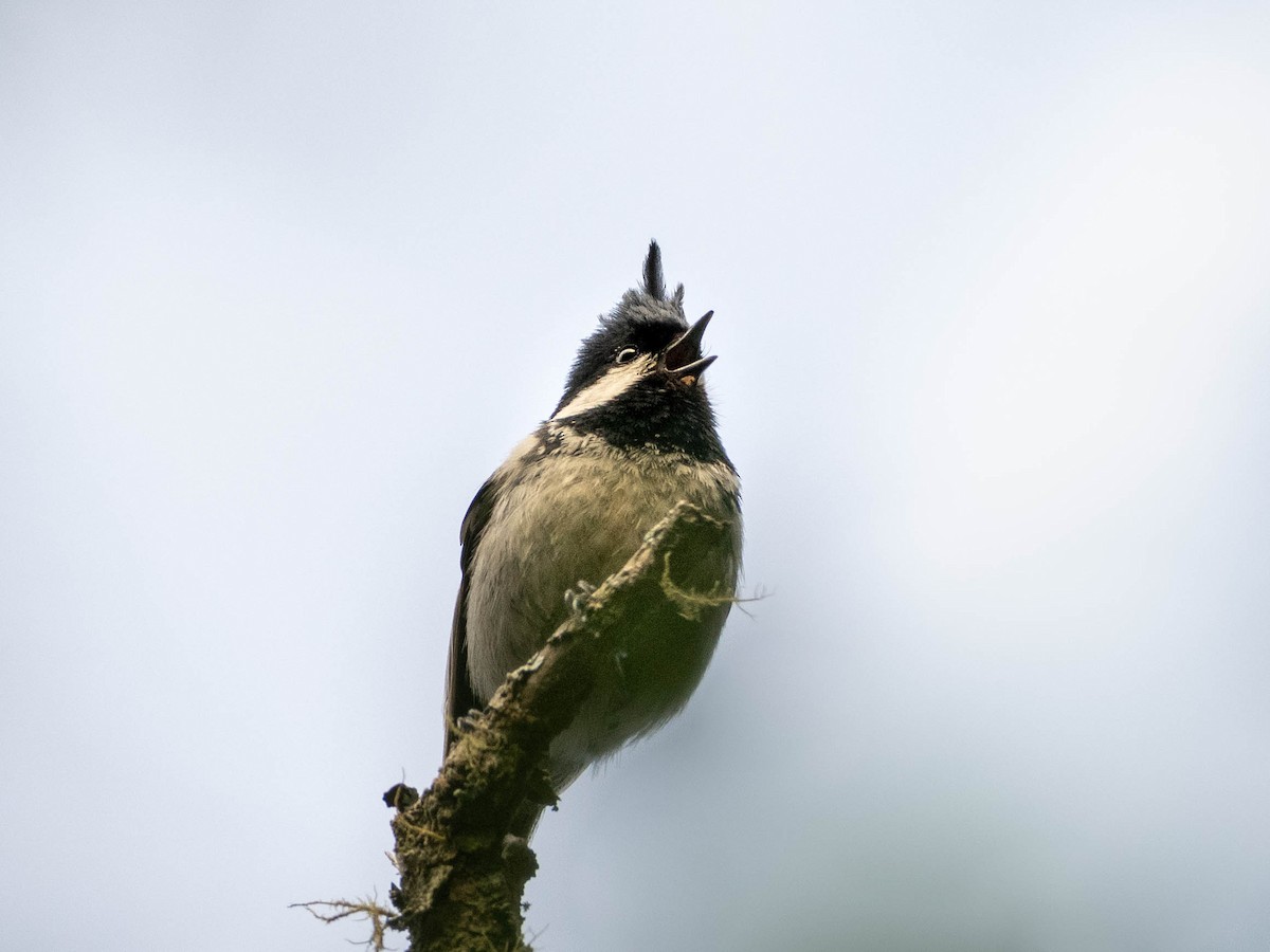 Coal Tit - ML619253657