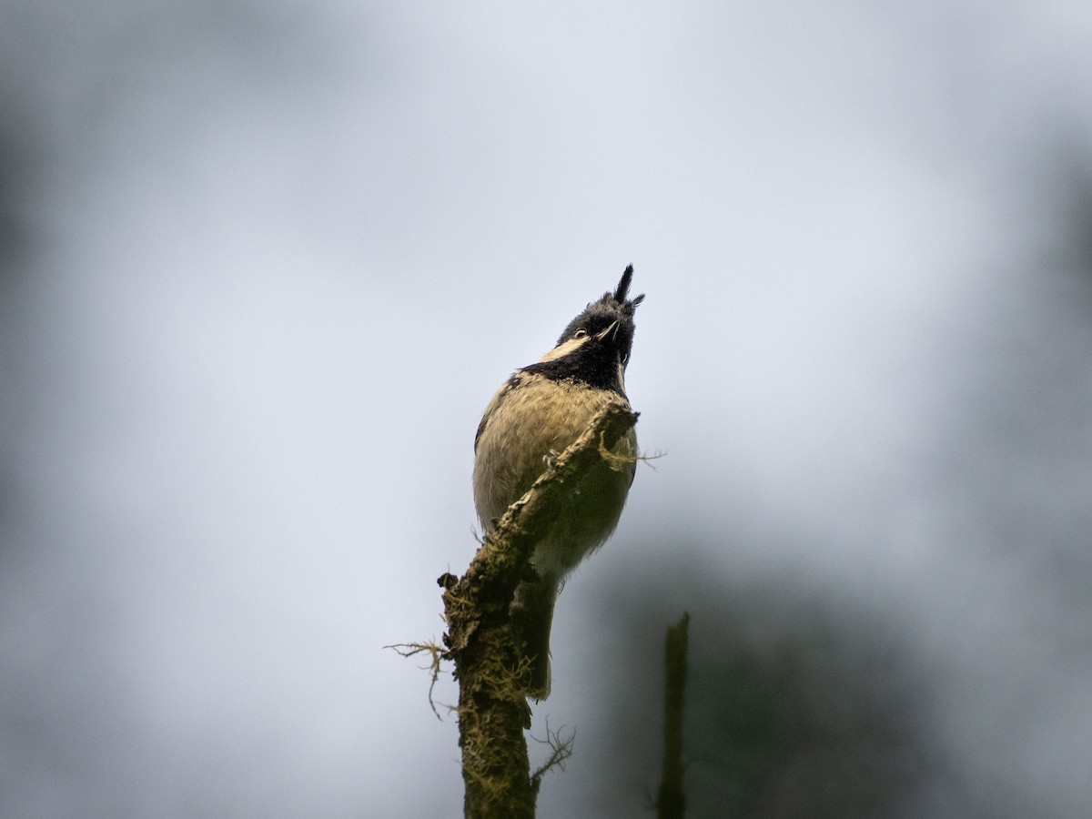 Coal Tit - Rachael Kaiser