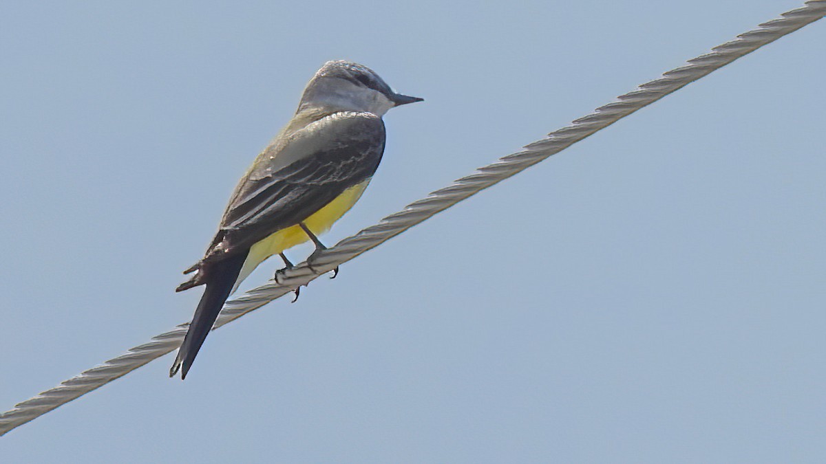 Western Kingbird - John Tomlinson