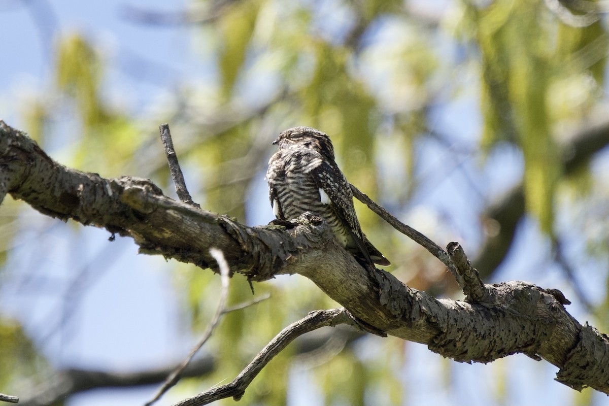 Common Nighthawk - Ian Jarvie