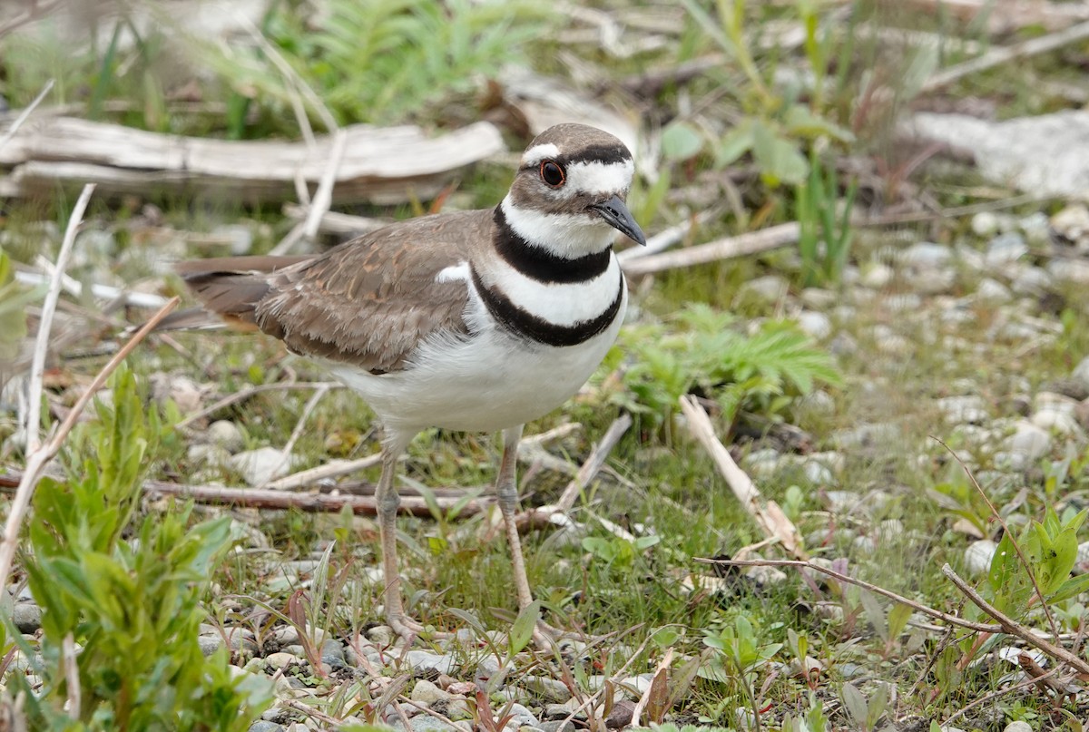 Killdeer - Paul Prior